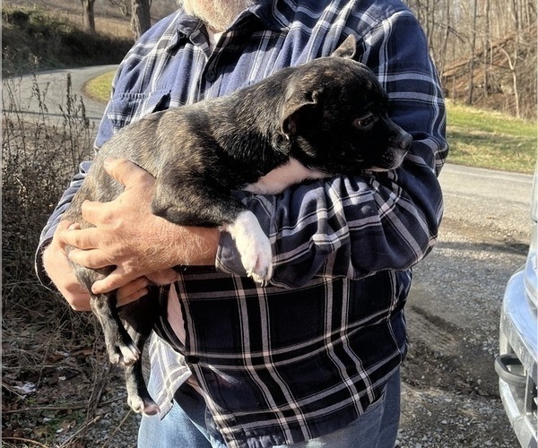 Medium Photo #25 French Bullhuahua Puppy For Sale in SPRAGGS, PA, USA