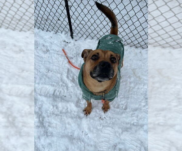 Medium Photo #8 Labrador Retriever-Unknown Mix Puppy For Sale in Brewster, NY, USA