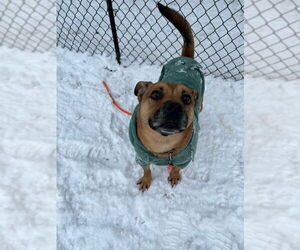 AC - Ajax - Male American Staffordshire Terrier-Labrador Retriever Mix Dog for Adoption - Photo #8