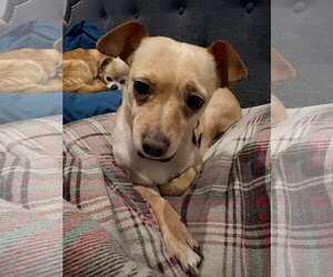 Chihuahua-Unknown Mix Dogs for adoption in New London, WI, USA