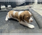 Small Photo #3 Brittany Puppy For Sale in SAINT CROIX FALLS, WI, USA