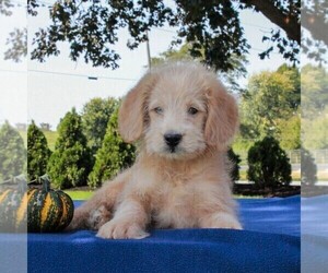 Labradoodle-Poodle (Miniature) Mix Puppy for sale in GAP, PA, USA