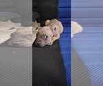 Small #15 Staffordshire Bull Terrier Mix