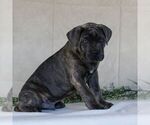 Small Photo #3 Cane Corso Puppy For Sale in EAST EARL, PA, USA