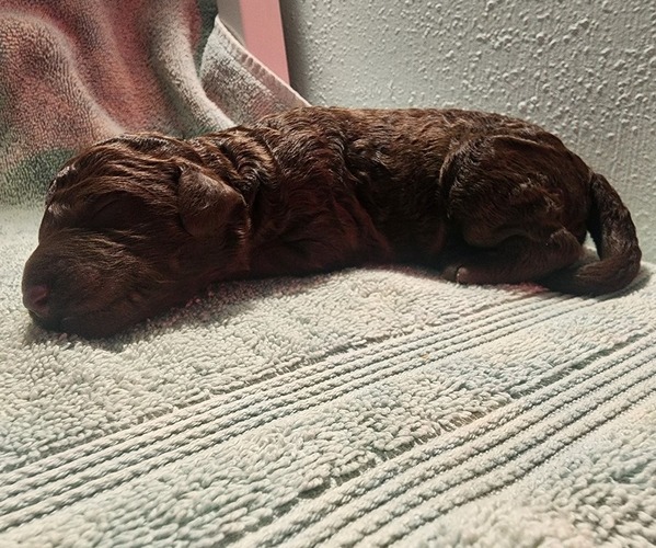 Medium Photo #4 Poodle (Standard) Puppy For Sale in CLAYTON, WA, USA