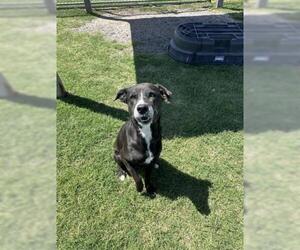 Labrador Retriever-Unknown Mix Dogs for adoption in Corpus Christi, TX, USA