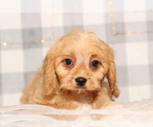 Cavachon Puppy for sale in MARIETTA, GA, USA