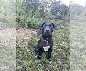 Hawthorne - Male Mutt Dog for Adoption - Photo #2