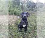 Small Photo #2 Mutt Puppy For Sale in  Gainesville, FL, USA