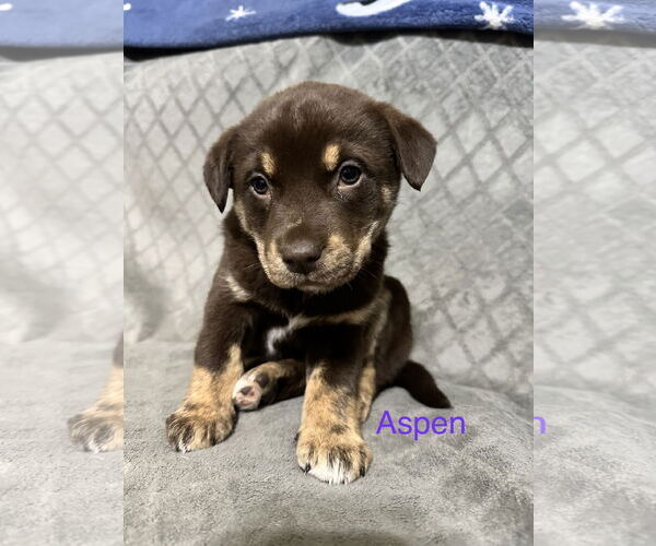 Medium Photo #1 Labrador Retriever-Unknown Mix Puppy For Sale in Ball Ground, GA, USA