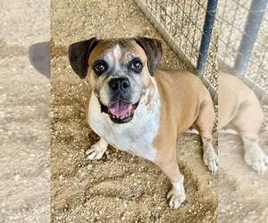 Ebba - Silver Heart - Female Boxer Dog for Adoption - Photo #4