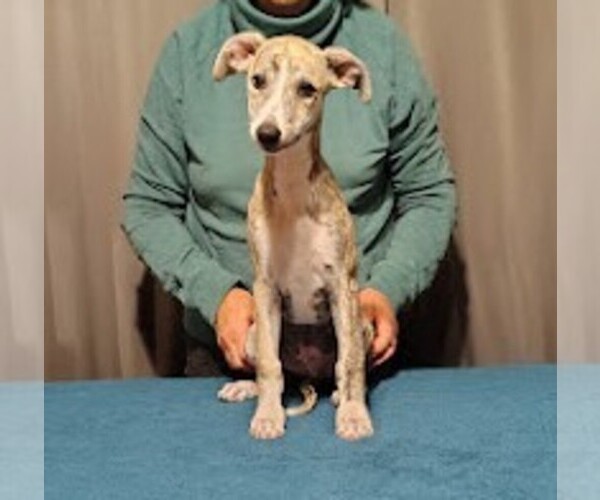 Medium Photo #1 Whippet Puppy For Sale in DAVISON, MI, USA