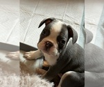 Small #1 French Bulldog