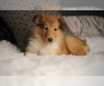 Small #21 Collie