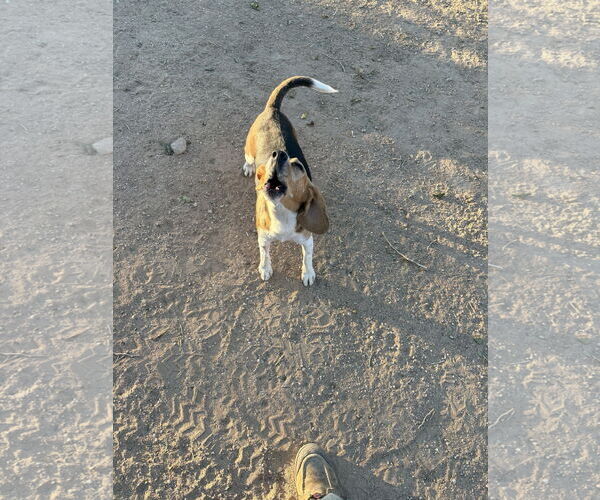 Medium Photo #4 Beagle Puppy For Sale in Apple Valley, CA, USA