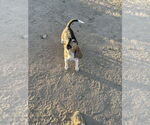 Small #3 Beagle