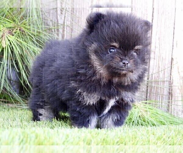 Medium Photo #8 Pomeranian Puppy For Sale in BOSTON, MA, USA