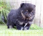 Small #7 Pomeranian