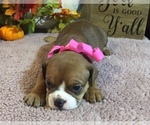 Small Olde English Bulldogge