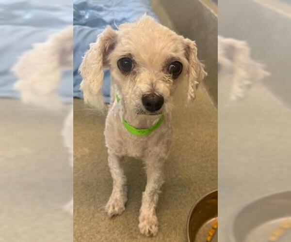 Medium Photo #1 Poodle (Miniature) Puppy For Sale in San Martin, CA, USA