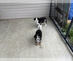 Puppy Puppy 4 Australian Shepherd