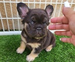 Small #15 French Bulldog