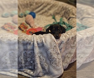Dachshund Puppy for sale in PLEASANT PLAINS, AR, USA