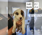 Small #1 American Pit Bull Terrier-American Staffordshire Terrier Mix