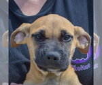 Small #5 Boxer Mix