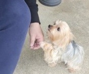 Father of the Yorkshire Terrier puppies born on 04/05/2026