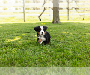 Bernese Mountain Dog Puppy for Sale in SHIPSHEWANA, Indiana USA