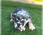 Small #5 English Bulldogge