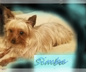 Yorkshire Terrier Puppy for sale in AMHERST, WI, USA