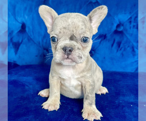 French Bulldog Puppy for sale in DETROIT, MI, USA