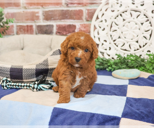 Medium Photo #6 Cavapoo (Miniature) Puppy For Sale in SYRACUSE, IN, USA