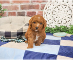 Small #5 Cavapoo (Miniature)