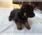 Small Photo #1 German Shepherd Dog Puppy For Sale in OAK GROVE, OR, USA