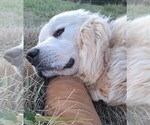 Small #4 Great Pyrenees