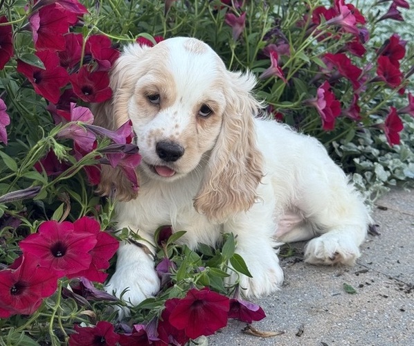 Medium Photo #4 Cocker Spaniel Puppy For Sale in CANOGA, NY, USA
