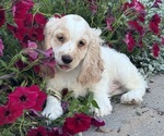 Small #3 Cocker Spaniel
