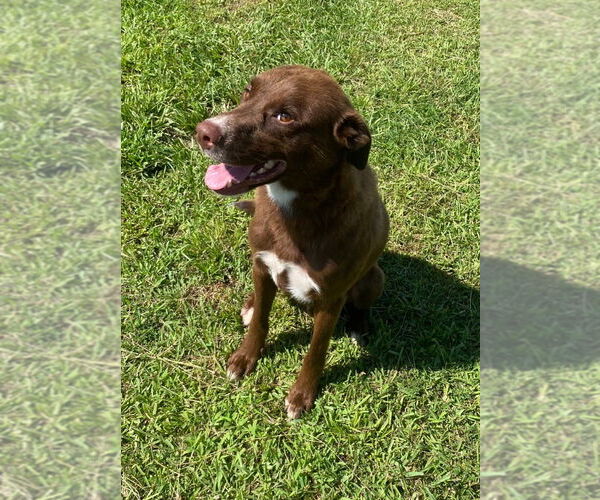 Medium Photo #4  Puppy For Sale in , 