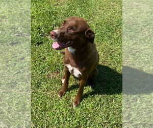 Chesador Dogs for adoption in Bryant, AR, USA