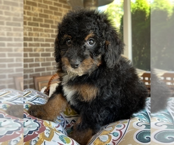 Medium Photo #7 Bernedoodle (Miniature) Puppy For Sale in NOBLESVILLE, IN, USA