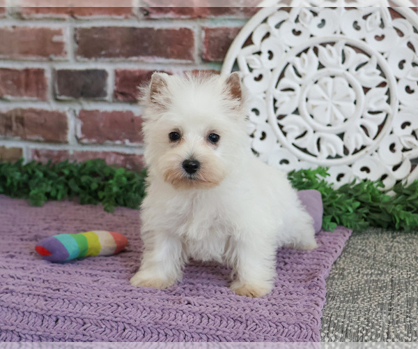 Medium Photo #8 West Highland White Terrier Puppy For Sale in SYRACUSE, IN, USA