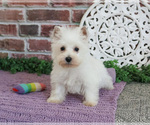 Small #7 West Highland White Terrier