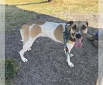 Small Whippet Mix