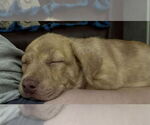 Small Plott Hound Mix
