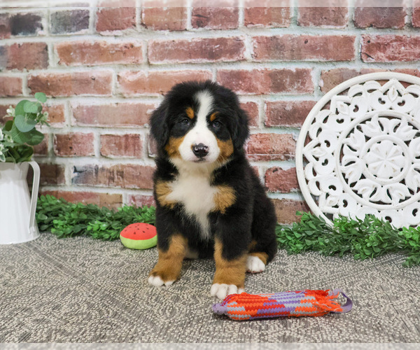 Medium Photo #3 Bernese Mountain Dog Puppy For Sale in SYRACUSE, IN, USA