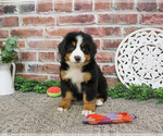 Small #2 Bernese Mountain Dog