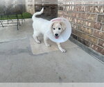 Small #1 Great Pyrenees